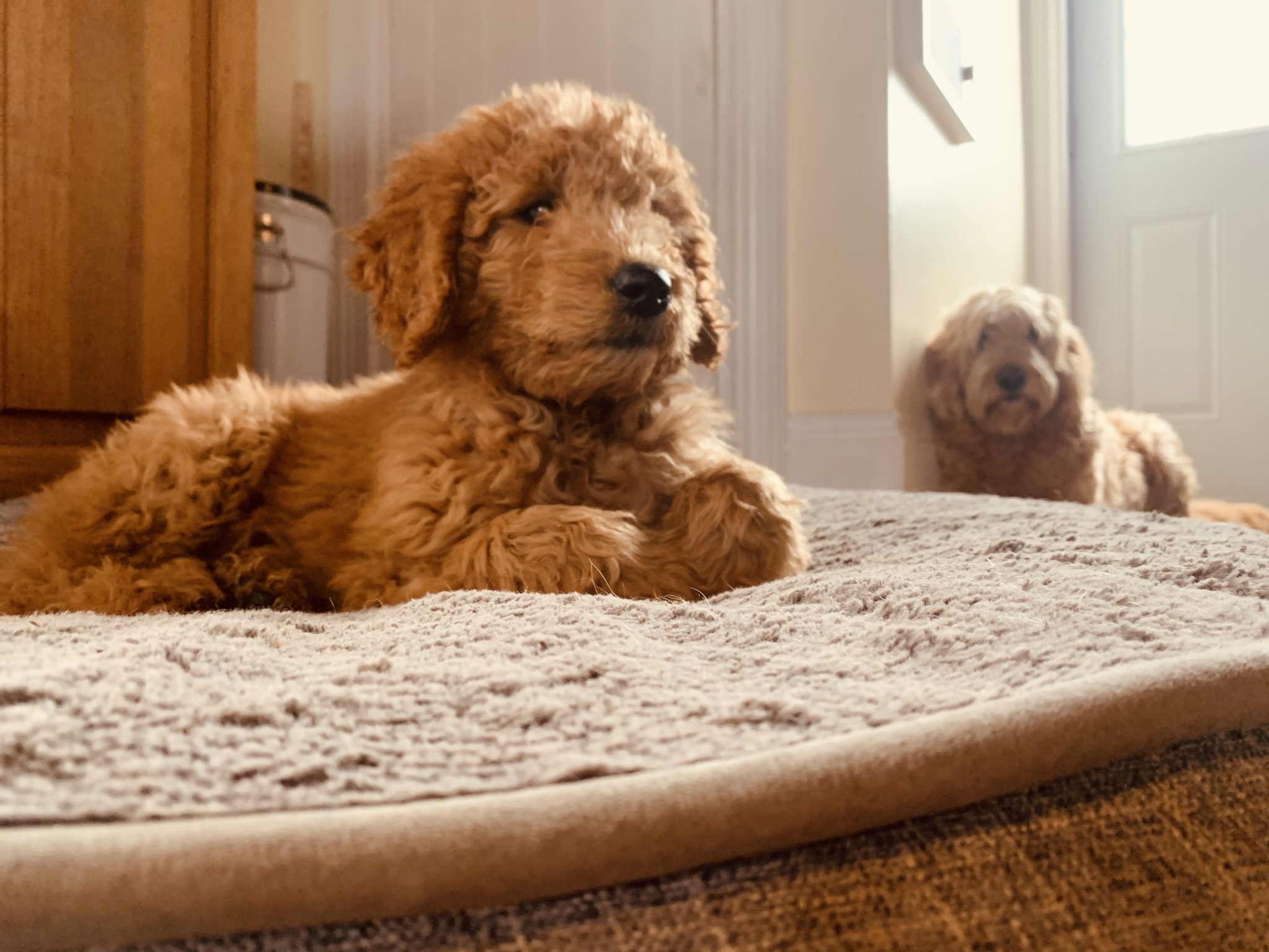 Doodle Dog Farms Kingston, Ontario, Canada